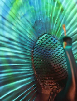 Online Parade du paon daum par madeleine van der knoop Editions D’Art|Bestiaire